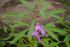 Impatiens balsamina var. rosea